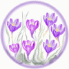 krokus.gif (57534 bytes)
