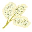 olivblom.gif (7870 bytes)