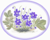 sippa.gif (61937 byte)