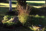 blommor4.jpg (70249 byte)