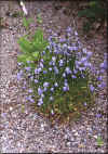 blommor5.jpg (73530 byte)