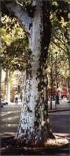 platan.jpg (45131 byte)