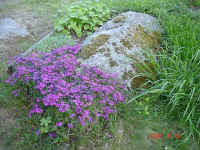 tl390.jpg (79286 byte)
